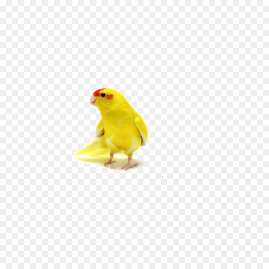 Agapornis，Amarillo PNG