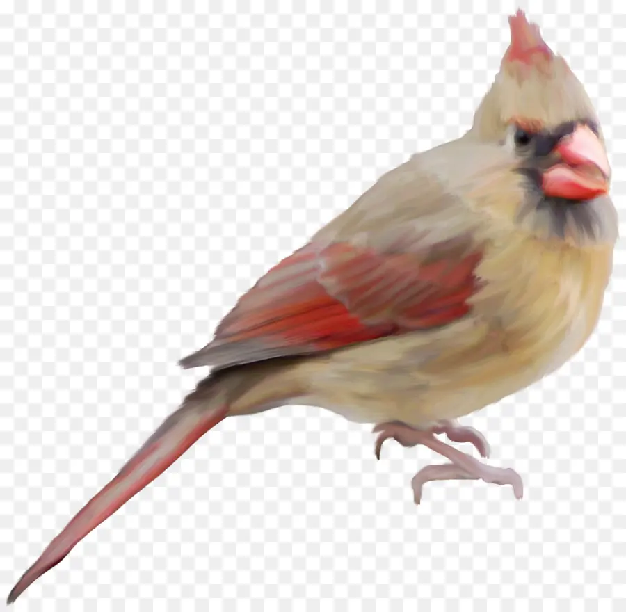 Pájaro Cardenal，Pájaro PNG