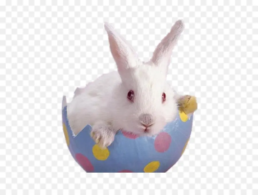 Conejito De Pascua，Dwarf Hotot PNG