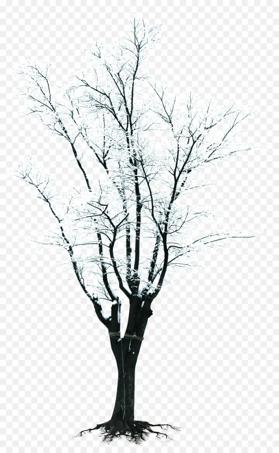 árbol Desnudo，Invierno PNG