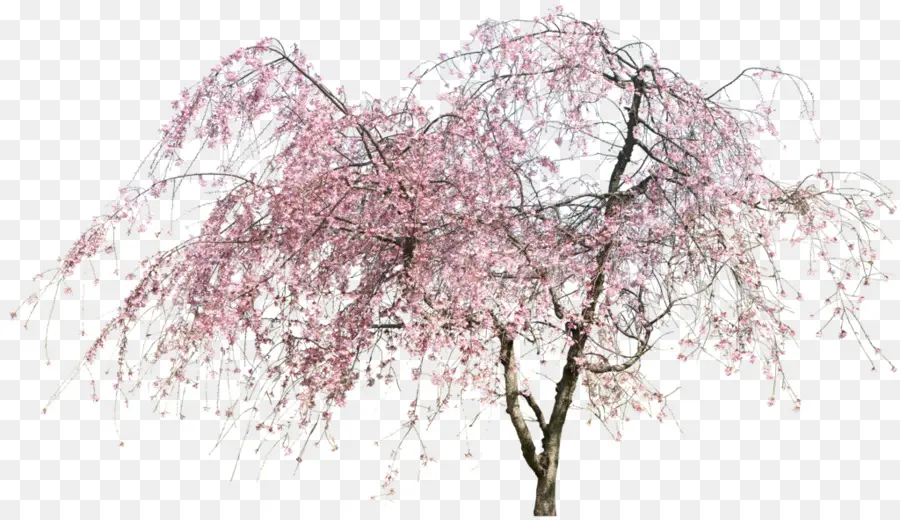 Árbol De Cerezo En Flor，Flores Rosadas PNG