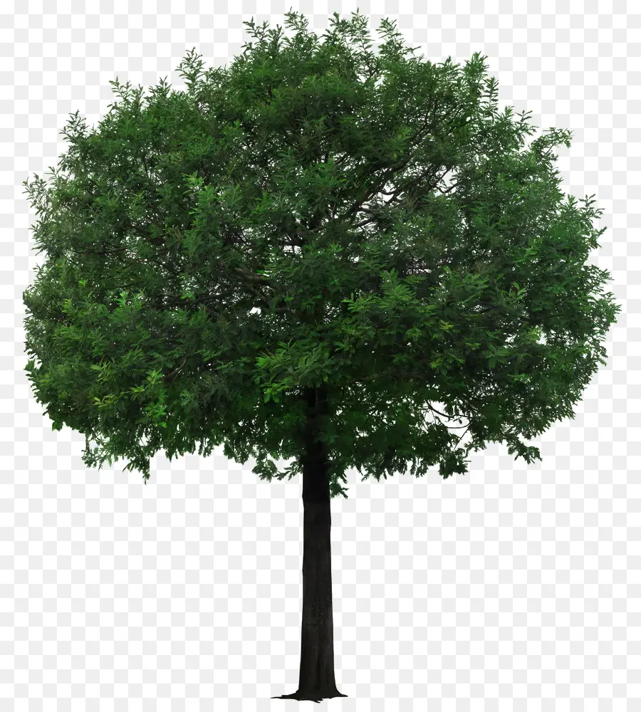 Árbol，Hojas PNG