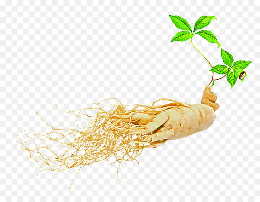 El Ginseng Asiático，El Ginseng Americano PNG