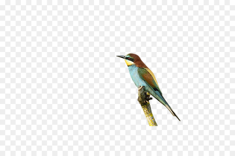 Pájaro Azul，Vuelo PNG