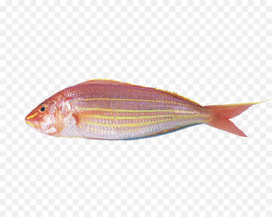 Carassius Auratus，Surimi PNG