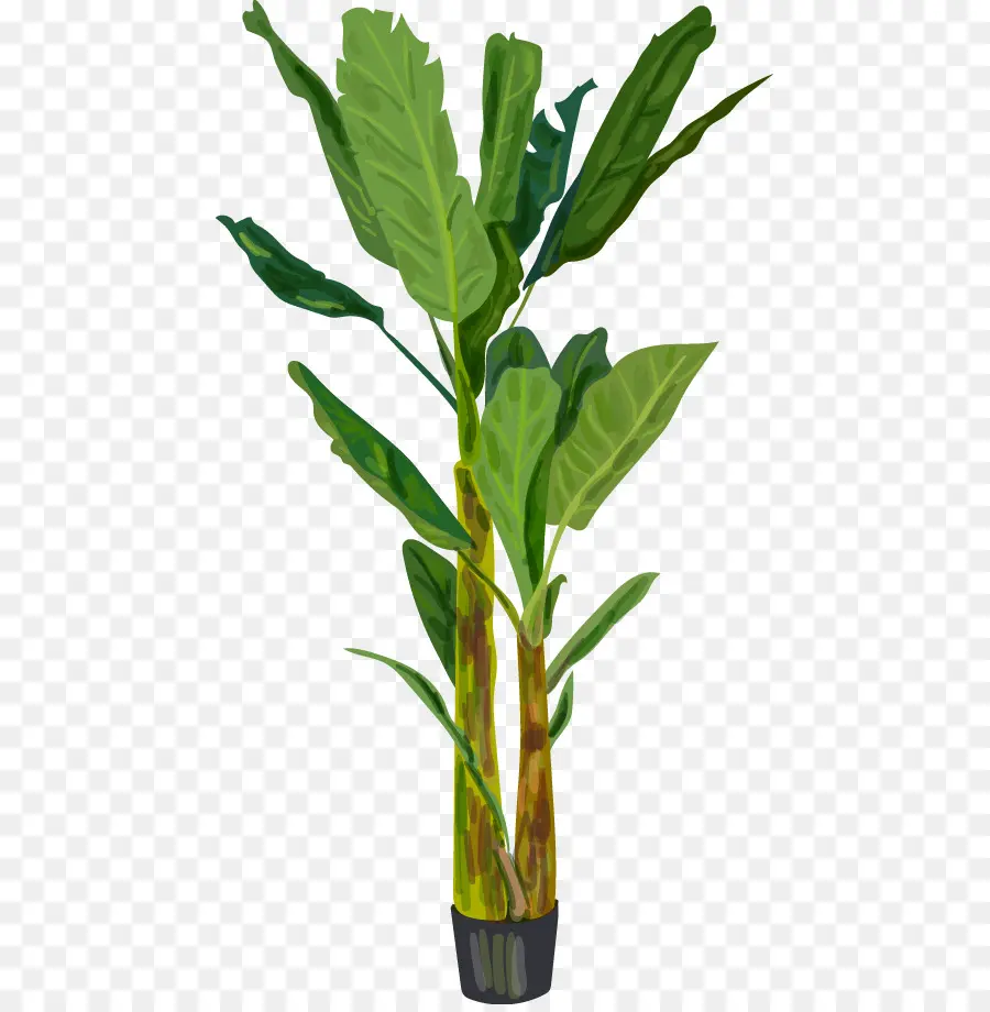 Banana，Hoja De Banana PNG