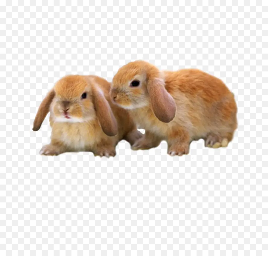 Mini Lop，Mini Rex PNG