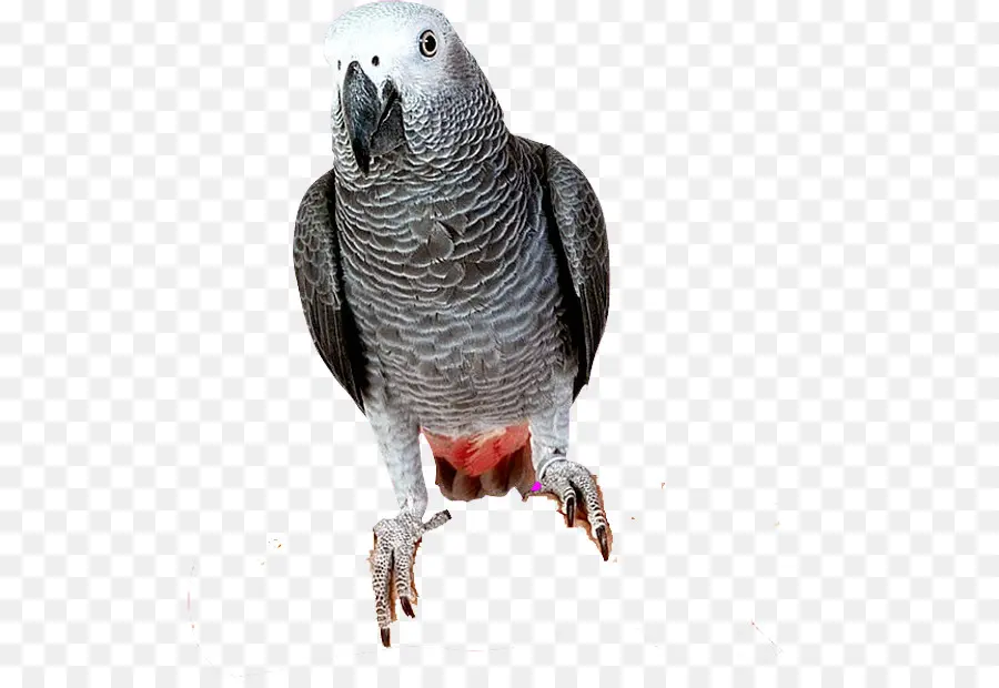 Parrot，Pájaro PNG