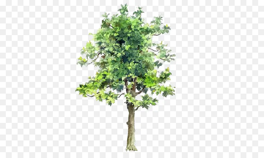 árbol，Dibujo PNG