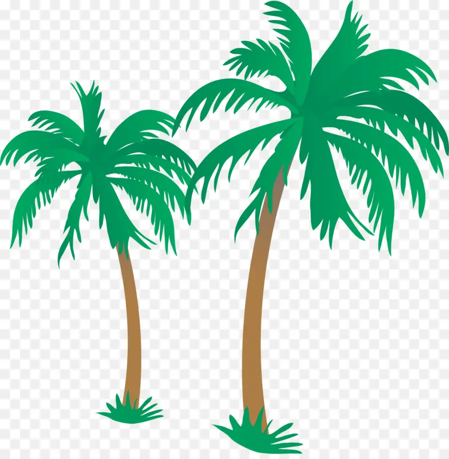 Playa，Arecaceae PNG