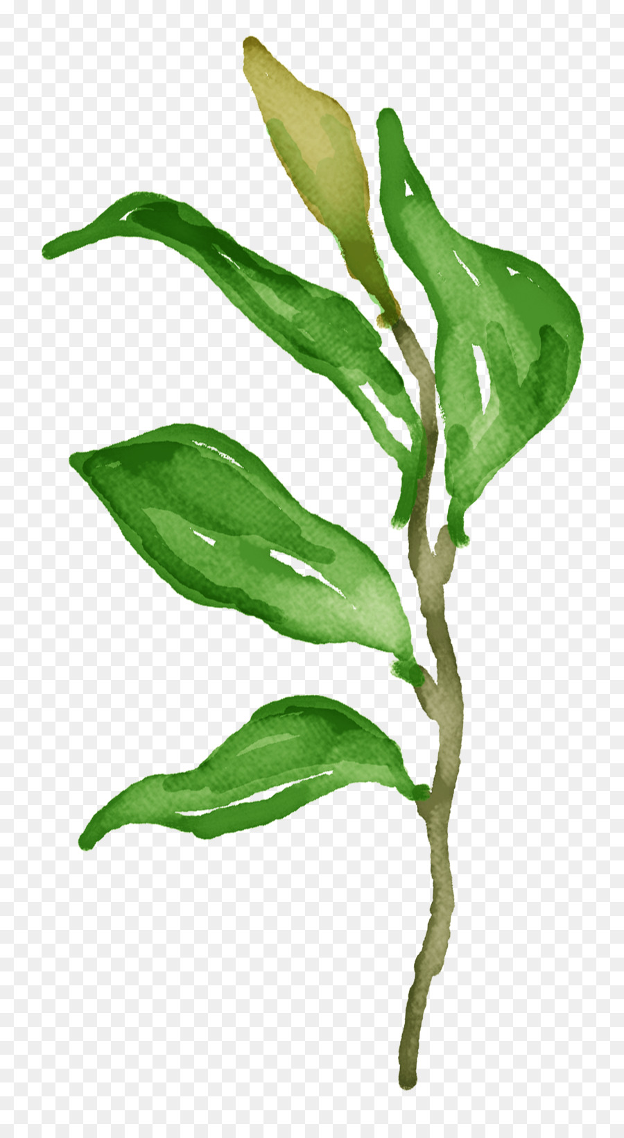 Hoja，Planta PNG