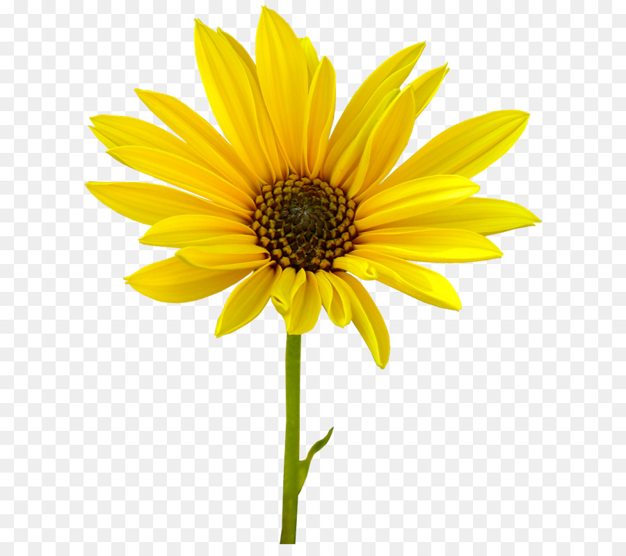 Girasol，Amarillo PNG