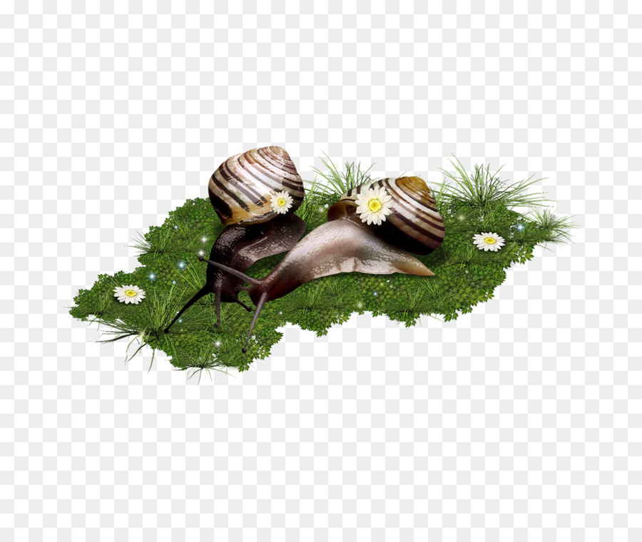 Escargot，Caracol PNG