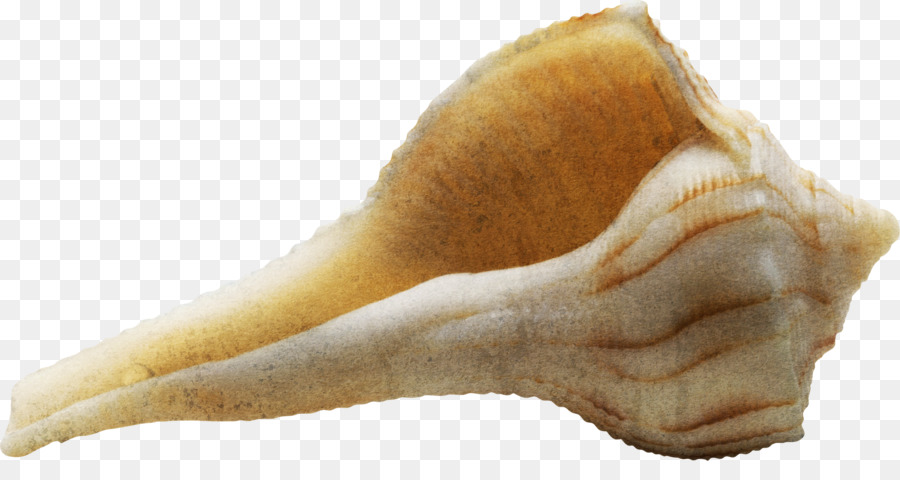 Caracol De Mar，Concha PNG