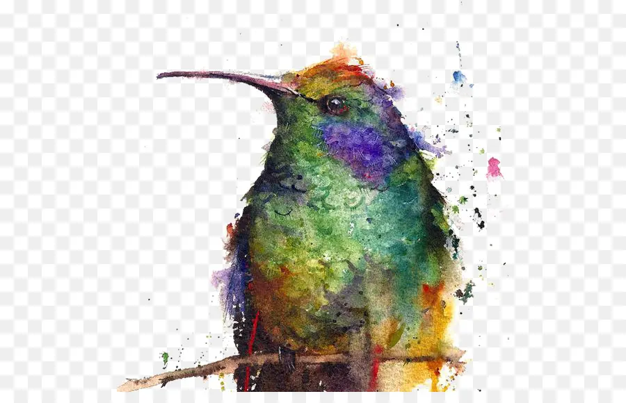 Colibrí，Pintura De Acuarela PNG