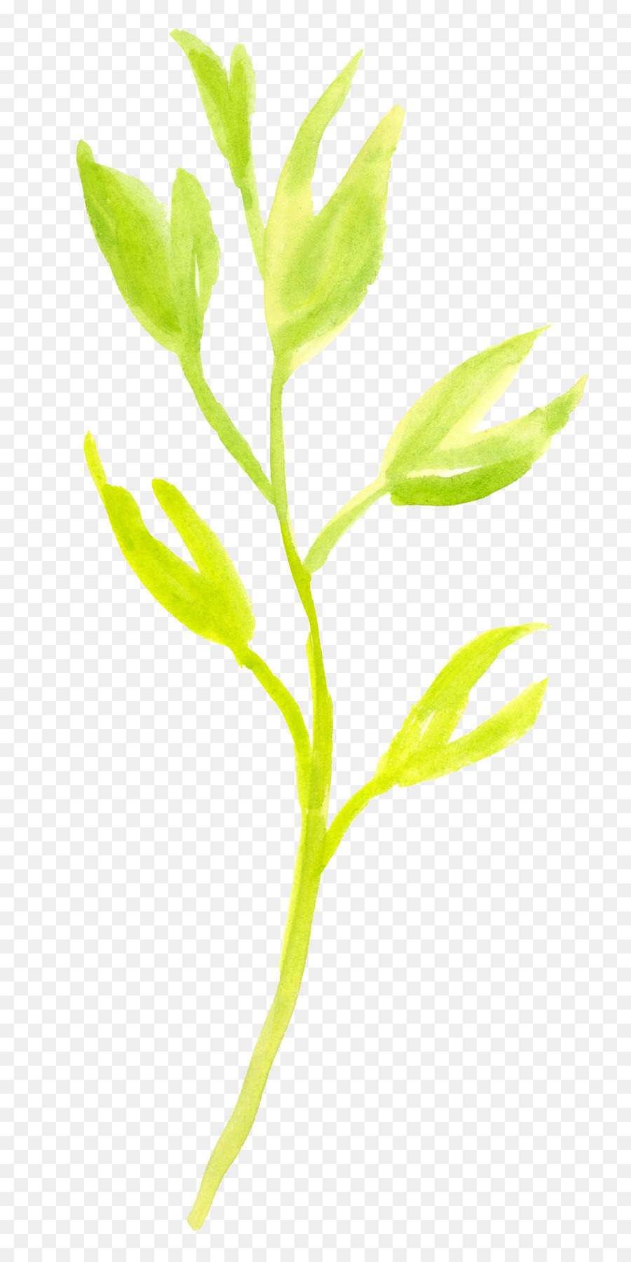 Hojas Verdes，Naturaleza PNG