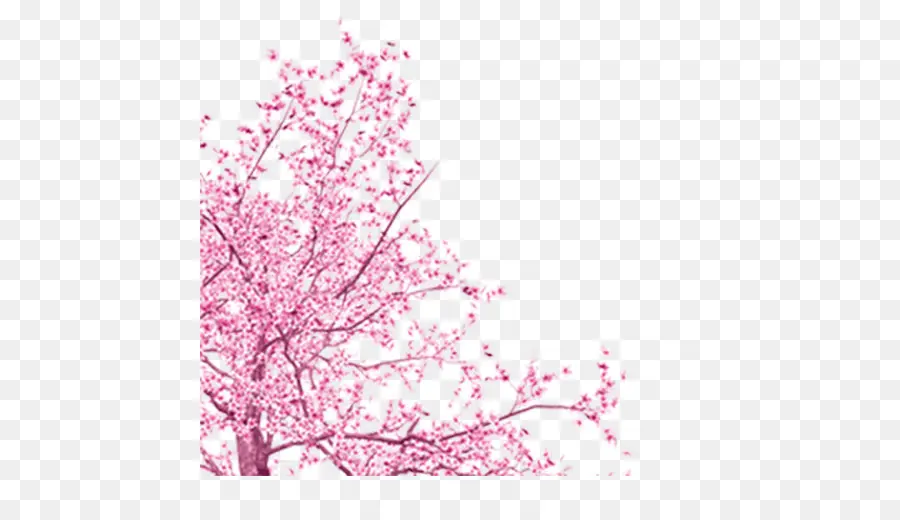 árbol，La Primavera PNG