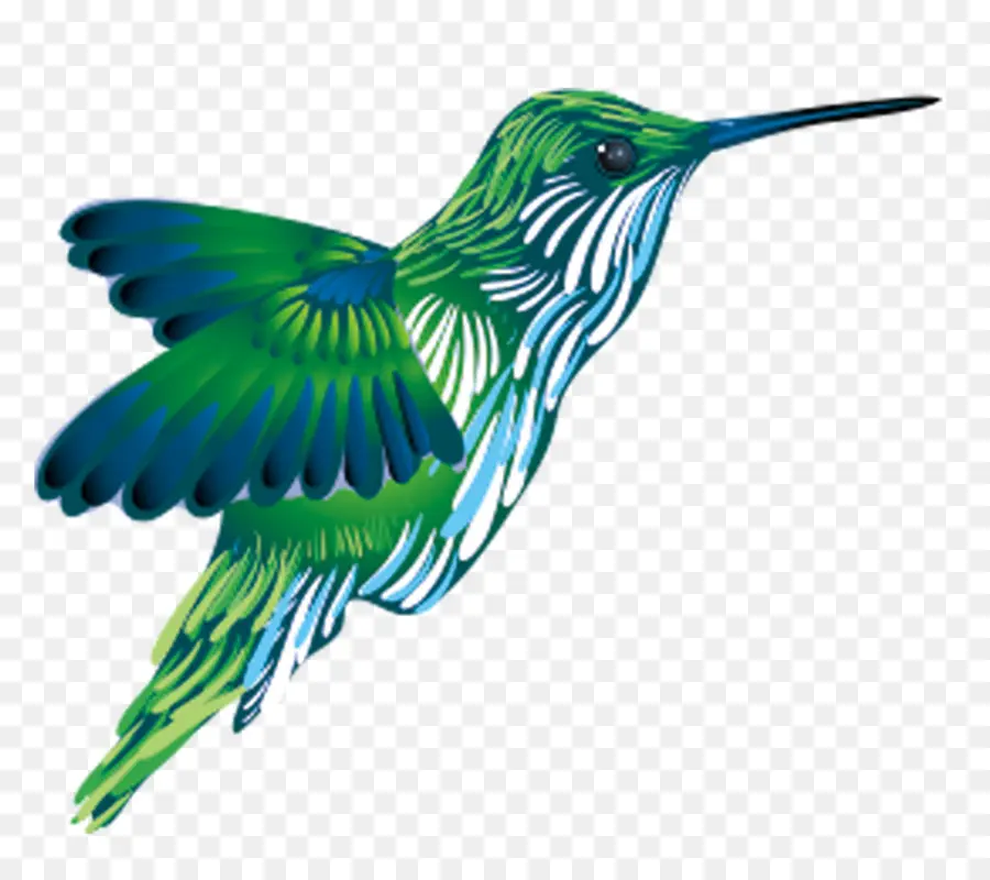 Colibrí，Vuelo PNG