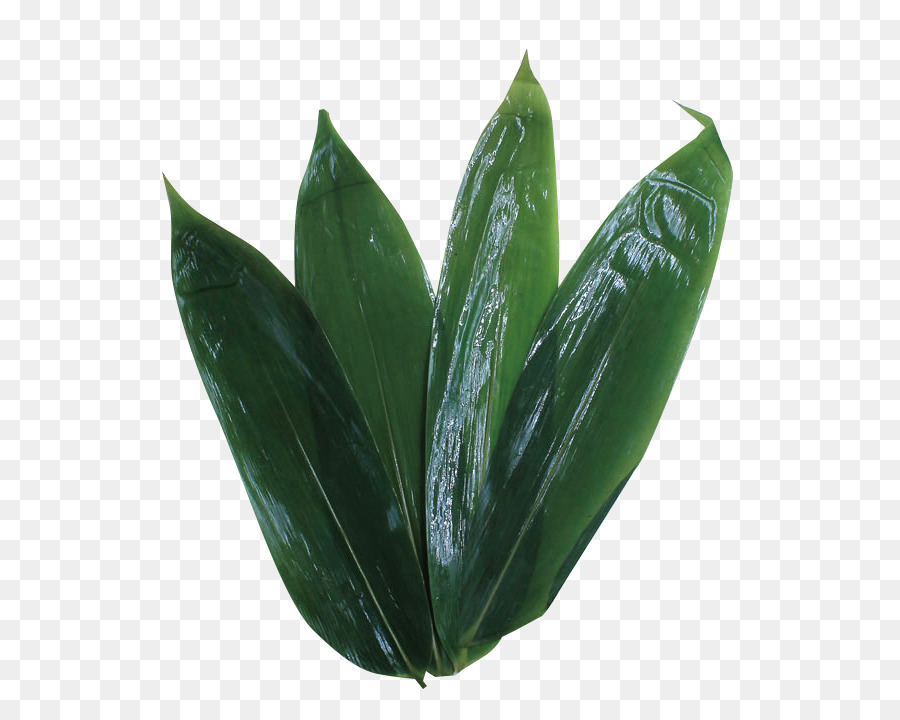 Hoja，Verde PNG