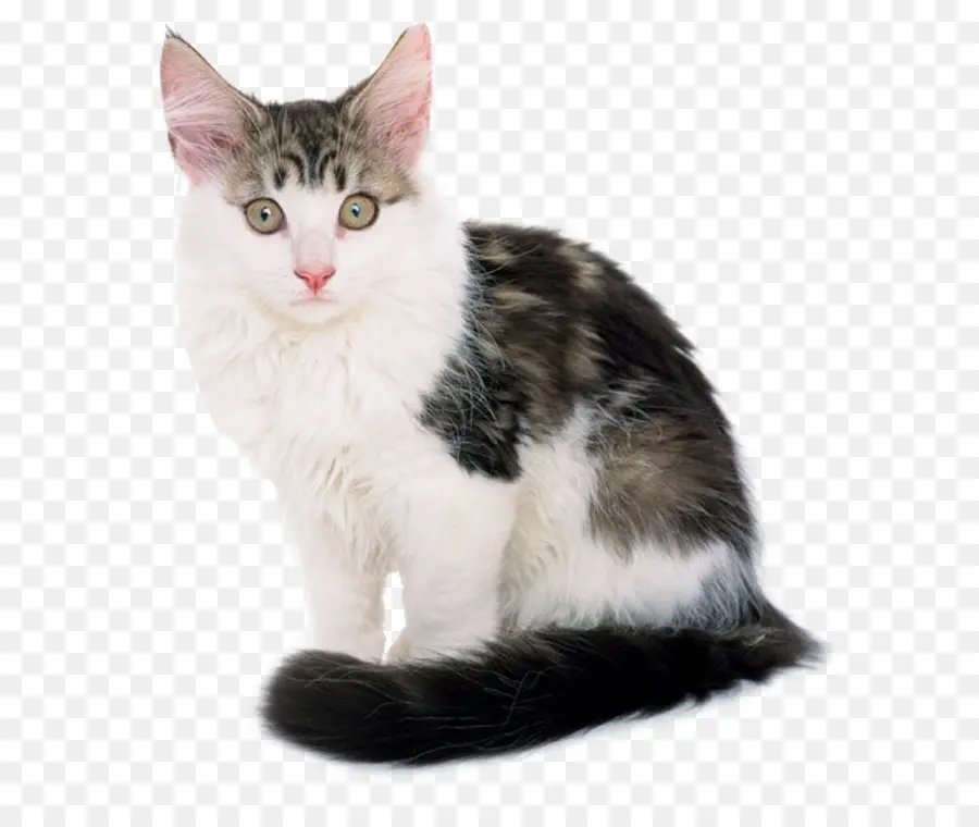 Gato，Gatito PNG