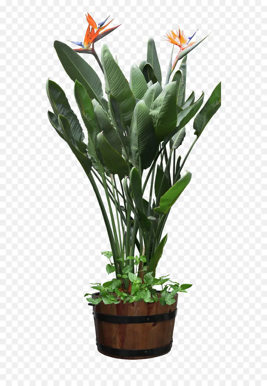 Planta En Maceta，Hojas PNG