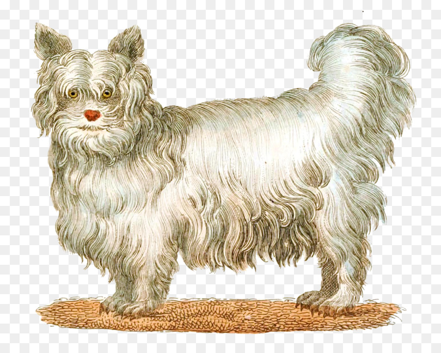 Perro Blanco，Mascota PNG