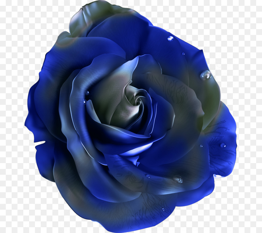 Rosa Azul，Pétalos PNG