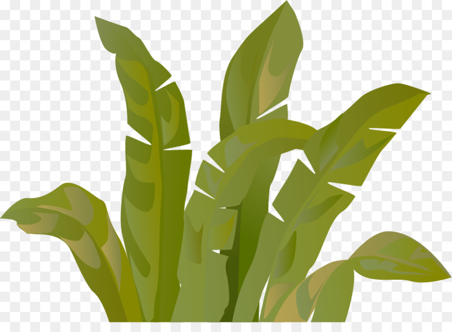 Césped，Planta PNG