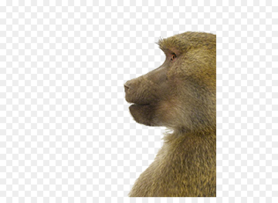 Macaco，Retratos De Animales PNG