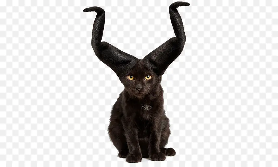 Gato Negro Con Cuernos，Cuerna PNG