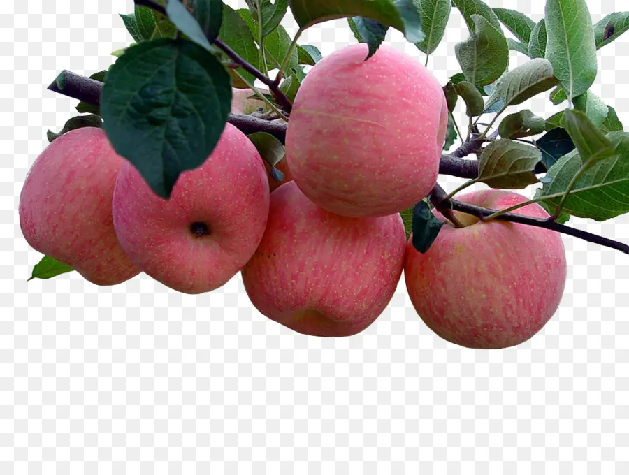 Manzanas，Árbol PNG