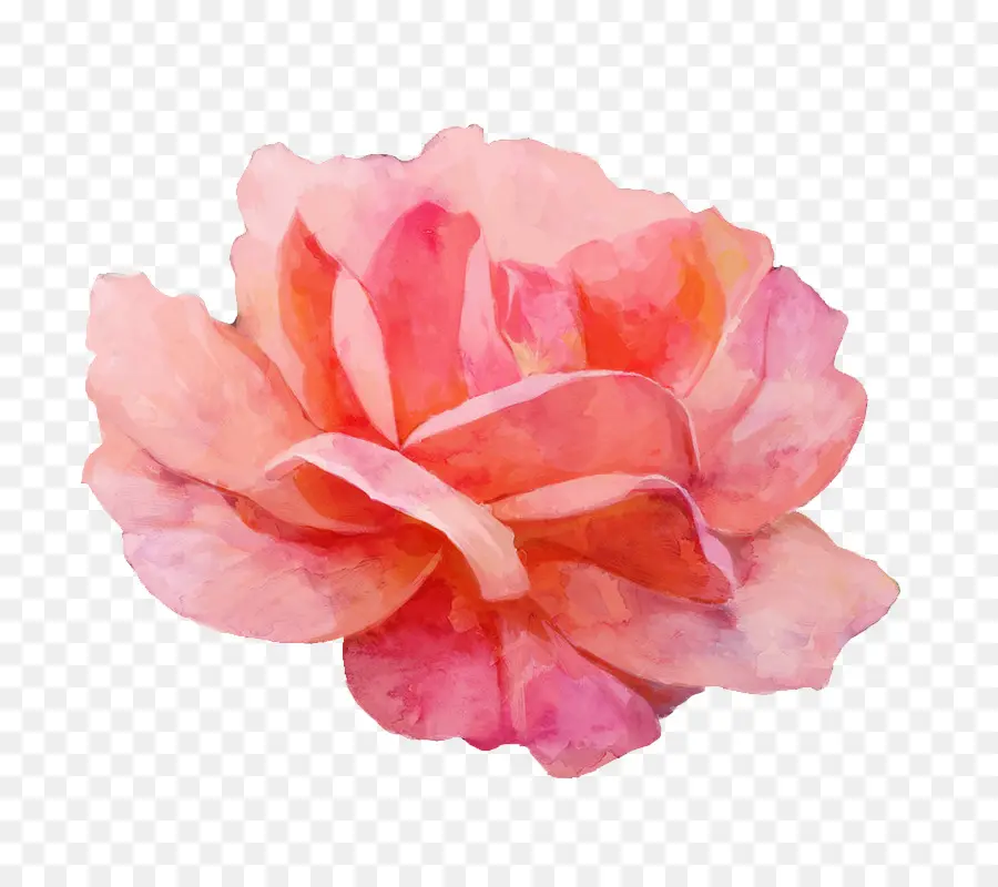 Las Rosas De Jardín，Pintura A La Acuarela PNG