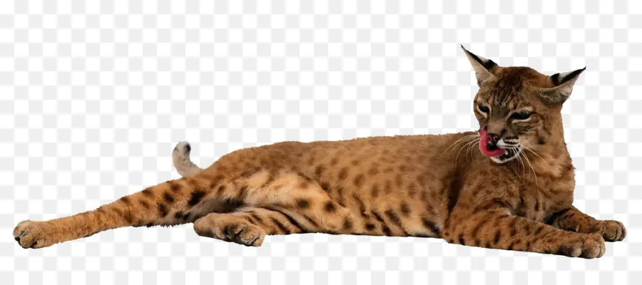 Lince，Acostado PNG