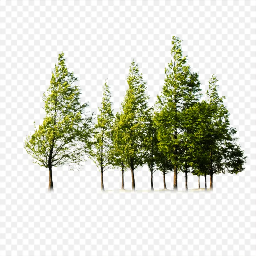 árbol，Postscript Encapsulado PNG