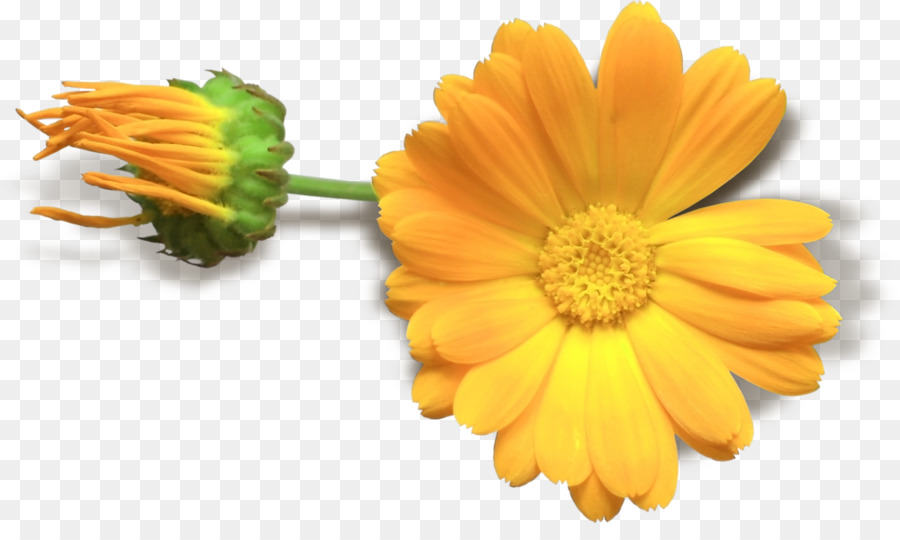 Flor，Amarillo PNG