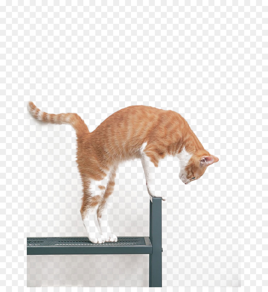 Europeo De Pelo Corto，Gatito PNG