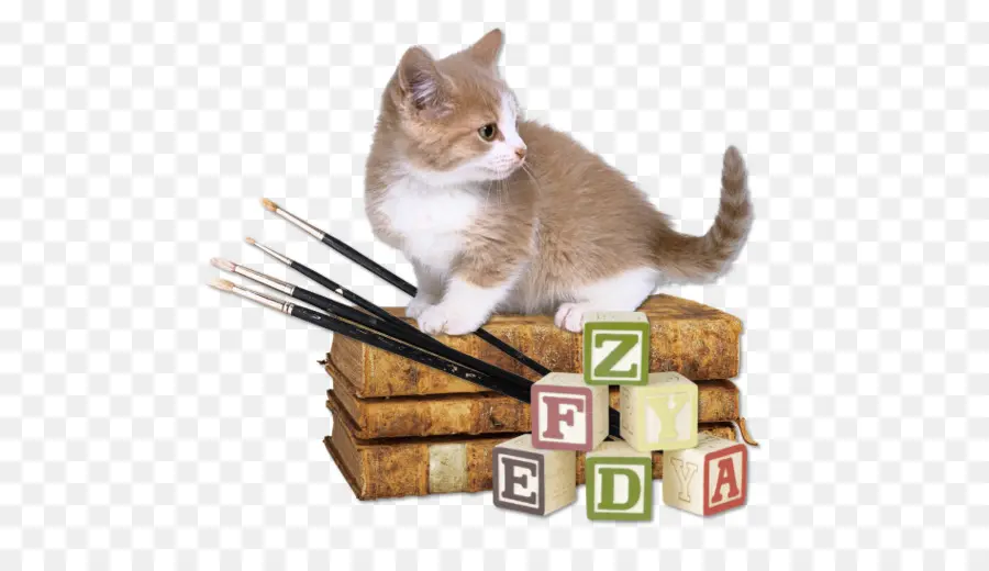 Gatito Con Libros，Libros PNG