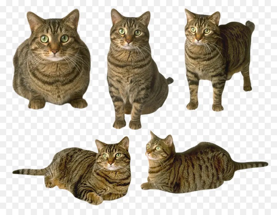 Gatos Atigrados，Atigrado PNG