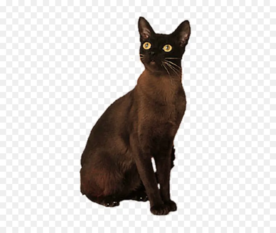 Gato Negro，Sesión PNG