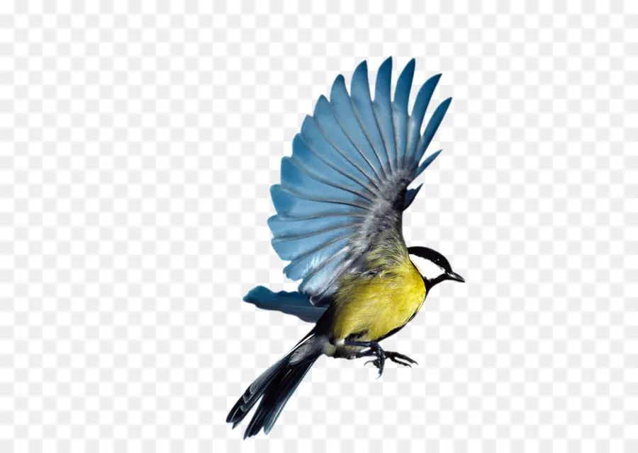 Pájaro，Eurasia Urraca PNG