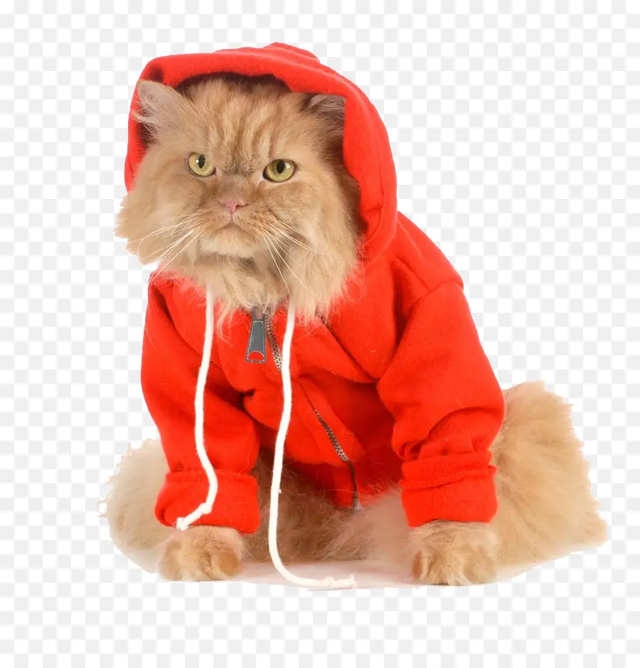 Gato，Sudadera Con Capucha PNG