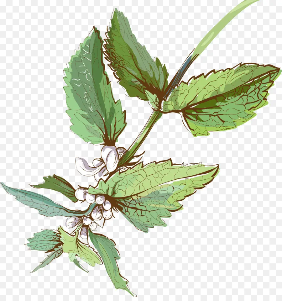 Hojas Y Flores Verdes，Hojas PNG