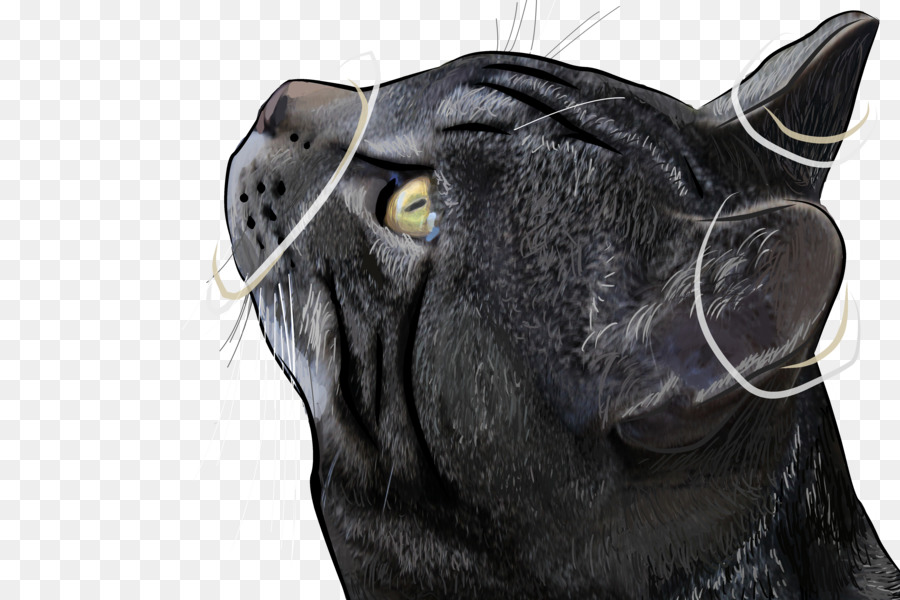 Gato，Gato Negro PNG