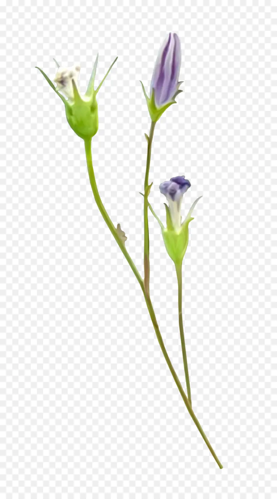 Flor，Dibujo PNG