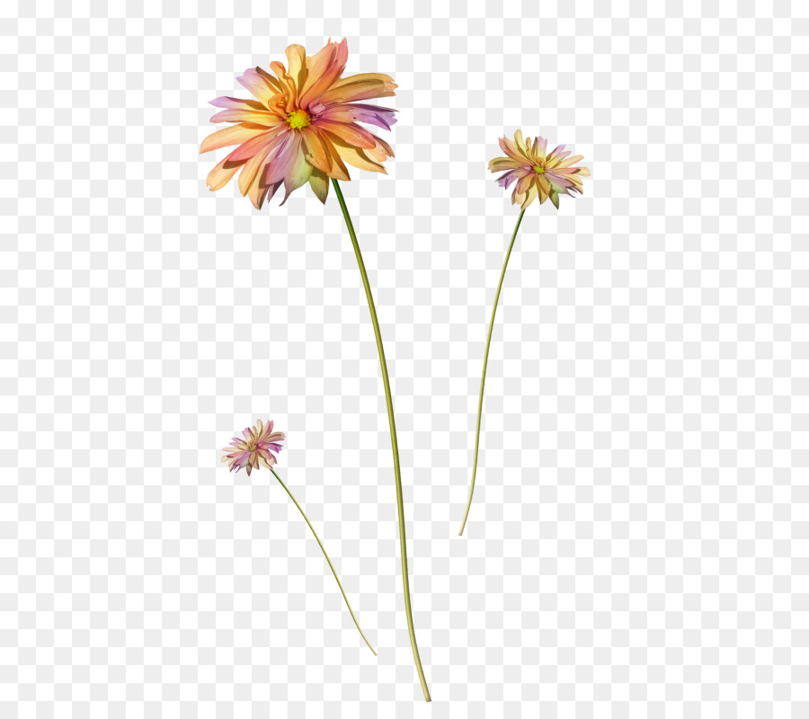 Flor，La Fotografía PNG