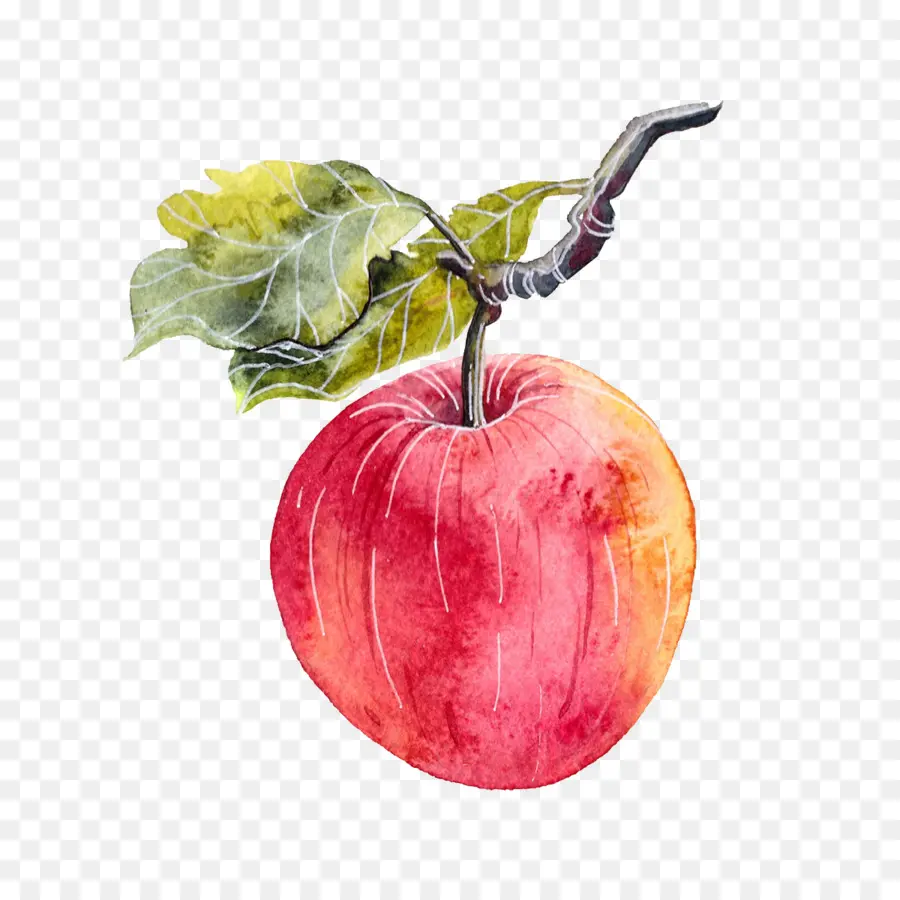 Apple，Pintura A La Acuarela PNG