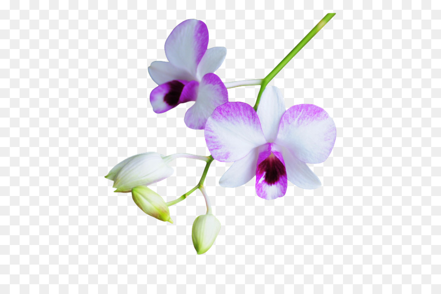 Flor，Púrpura PNG