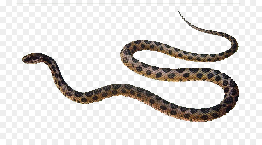 La Serpiente，Reptiles PNG