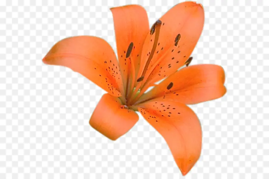 Flor，Blog PNG