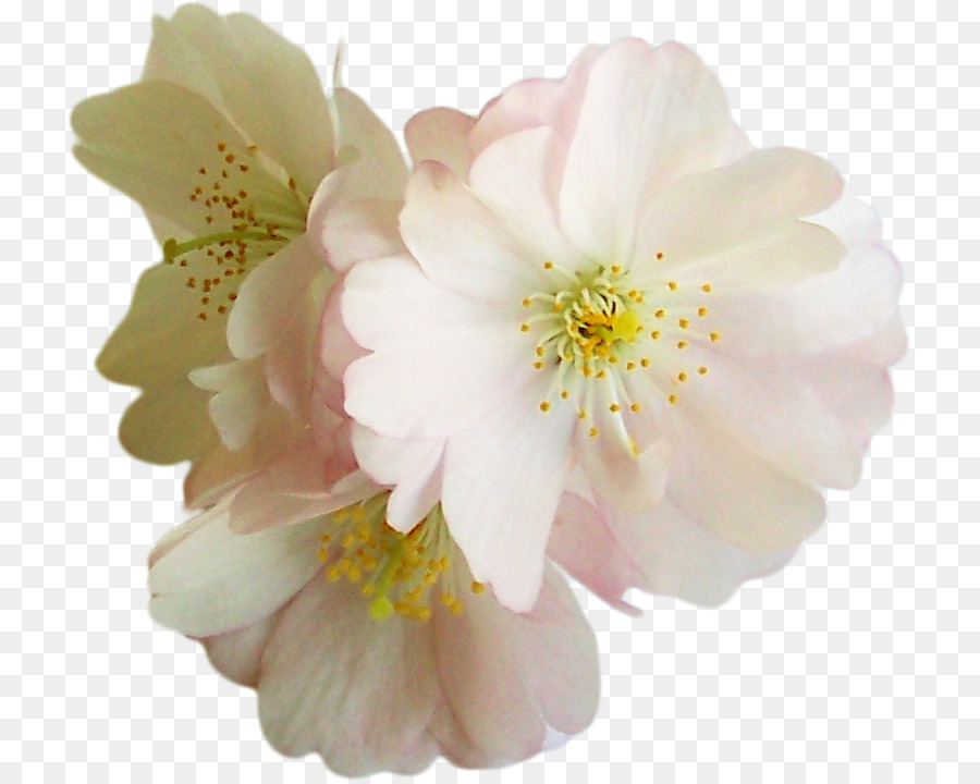 Flor，Polyvore PNG